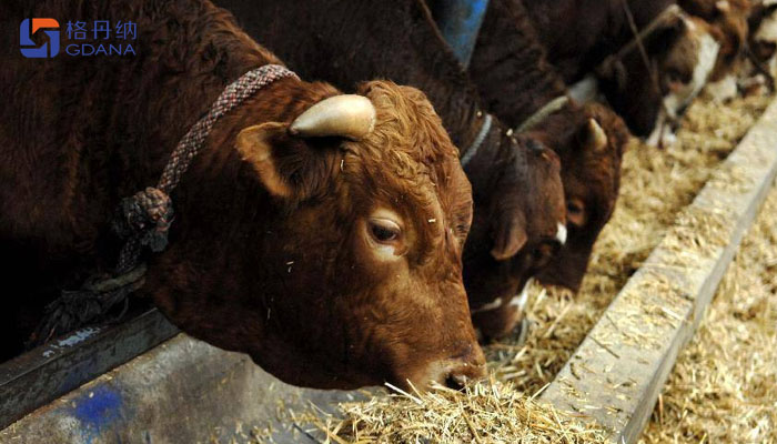 飼料存在重金屬動物健康，智能石墨消解儀為您擺脫束縛